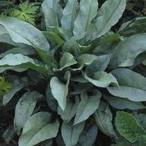 Pulmonaria  'Majesté' (Tüdőfű)