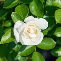 Rosa 'Baby Schneewittchen'®