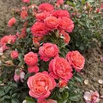 Rosa 'Coral Lions-Rose'®