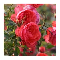 Rosa 'Heidesinfonie'