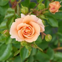 Rosa 'Impala'®