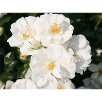 Rosa 'Innocencia'®