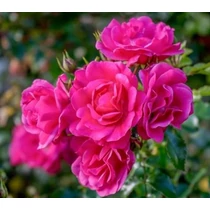 Rosa 'Maxi Vita'®