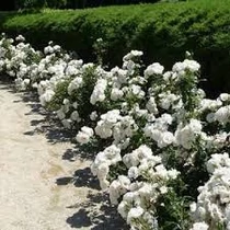 Rosa 'Sea Foam' – Fehér talajtakaró rózsa