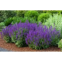 Salvia × sylvestris 'Mainacht' (Erdei zsálya)