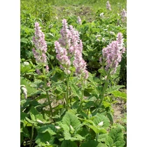 Salvia sclarea – Muskotályzsálya