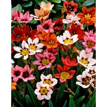 Sparaxis tricolor – Tarka csillagvirág