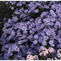 Symphyotrichum (korábban Aster) cordifolium 'Little Carlow' (Őszirózsa)