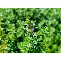 Thymus × citriodorus (Citromillatú kakukkfű)  