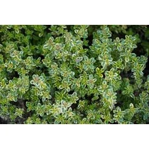 Thymus × citriodorus 'Doone Valley' (Citromillatú kakukkfű)  