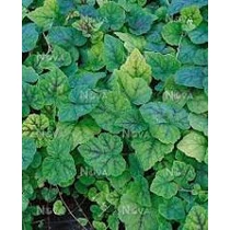 Tiarella cordifolia 'Eco Running Tapestry' (Szívlevelű turbántok)