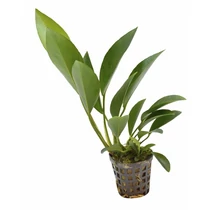 Anubias congoensis akváriumi növény