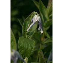 Clematis 'Hakuree'