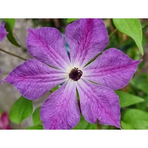 Clematis 'Cloudburst'