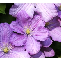 Clematis 'Comtesse de Bouchaud'