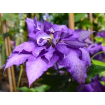 Clematis 'Daniel Deronda'