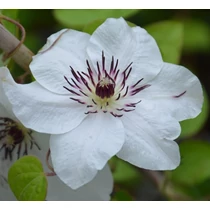 Clematis 'First Light'