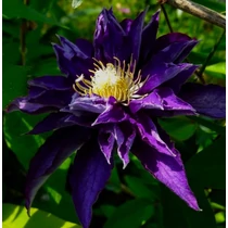 Clematis 'Hakuookan'