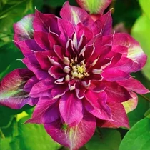 Clematis 'Hot Kisses'®