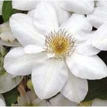 Clematis 'Jerzy Popiełuszko' 