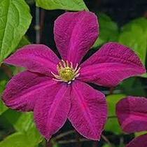 Clematis 'Kryspina'