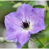 Clematis 'Morning Sky'