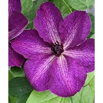 Clematis 'Night Veil'