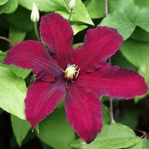 Clematis 'Niobe'