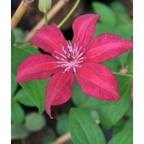 Clematis 'Perida'