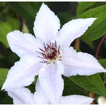 Clematis 'Snow Queen'