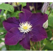 Clematis 'The Heroes of Warsaw'
