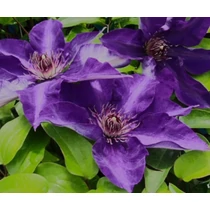 Clematis 'The President'