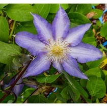 Clematis 'Thyrislund'