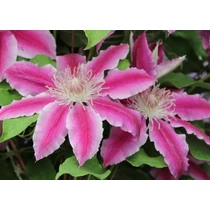 Clematis 'Doctor Ruppel'
