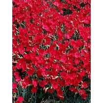 Dianthus gratianopoliatus 'Rotkäppchen' (Pünkösdi szegfű)