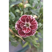 Dianthus drw border