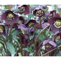 Helleborus orientalis 'Pretty Ellen Purple' (Keleti hunyor)