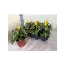 APHELandra SQ DANIA