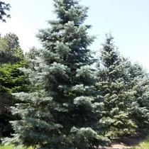 Abies concolor - Kolorádói jegenyefenyő