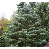 Abies koreana 'Silberlocke'