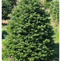 Abies nordmanniana - Kaukázusi jegenyefenyő