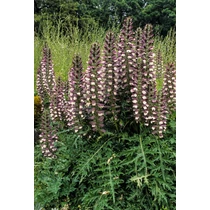 Acanthus hungaricus 'White Lips' - Medveköröm