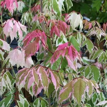 Acer negundo 'Flamingo' - Tarkalevelű zöldjuhar