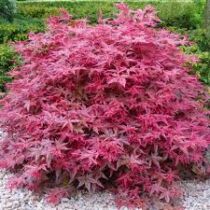 Acer palmatum 'Beni-Maiko' – Japán juhar