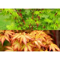 Acer palmatum 'Sango Kaku' - Élénkzöld levelű japán juhar