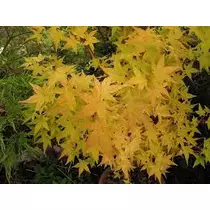 Acer palmatum ’Bi hoo’-Japán juhar