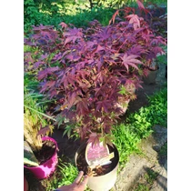 Acer palmatum 'Atropurpureum' - Bíborvörös levelű japán juhar