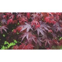 Acer palmatum Bloodgood - Japán juhar 