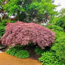 Acer palmatum 'Crimson Queen'