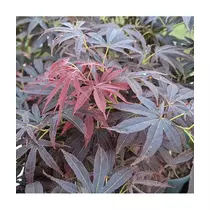 Acer palmatum Nimura Princess